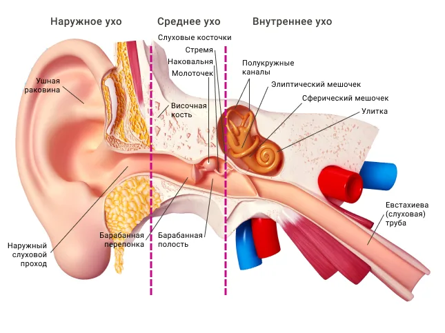 Строение уха. Фото: Центр хорошего слуха